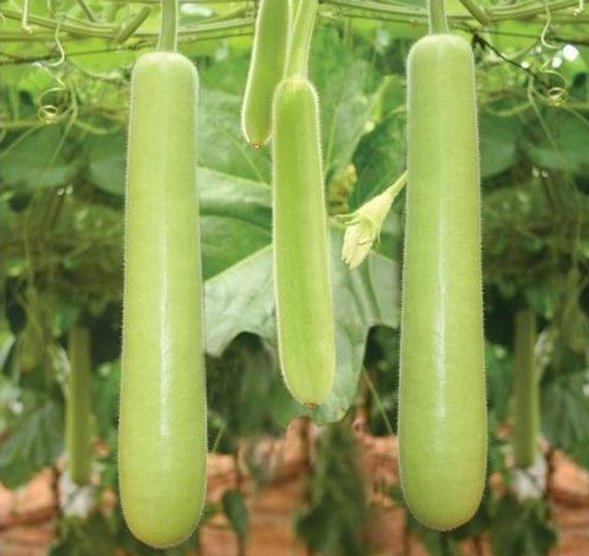 Gromax Gromax Hybrid Bottle Gourd/Lauki/Ghiya Vegetable Seeds Seed(40 per packet) - Flipkart Deal