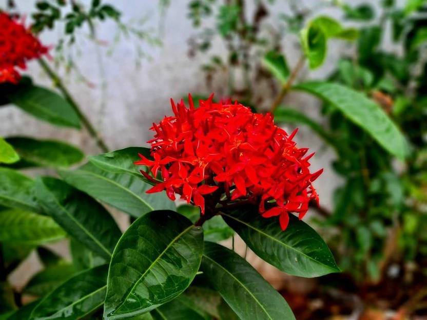 FlowQueens Trothic Ixora/Chethi Plant Price in India Buy FlowQueens