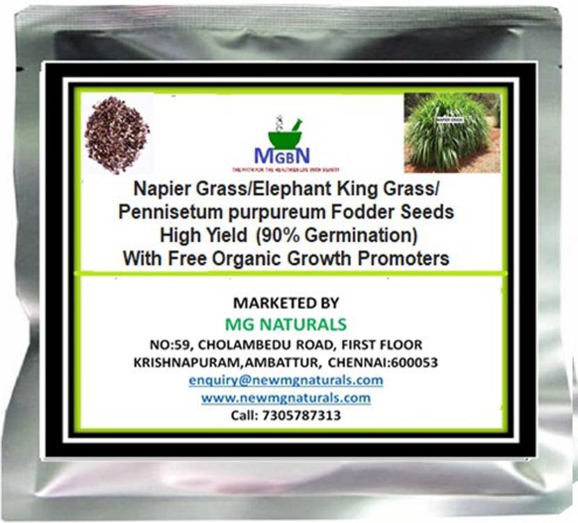 MGBN New Napier Grass/Elephant King Grass Seed (90 Germination) 2 Gm