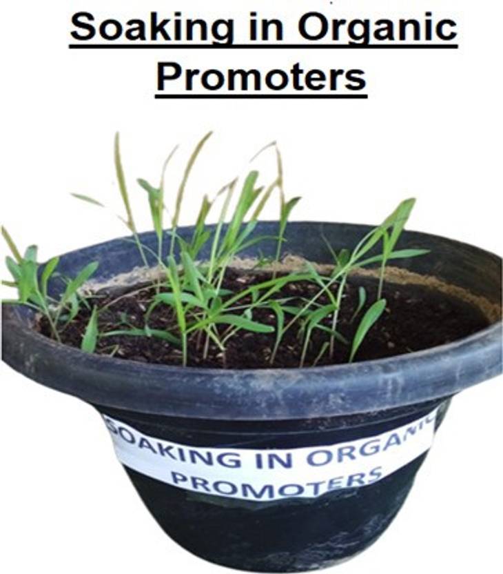 MGBN New Napier Grass/Elephant King Grass seed (90 Germination) 4 Gm