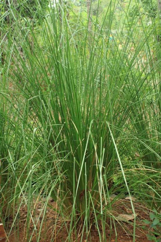 HERBALISM Khus Khus Vetiver Grass Seed Price in India Buy HERBALISM