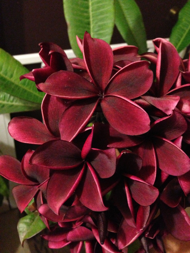 KUMUBON Plumeria Plant(Hybrid, Pack of 1)