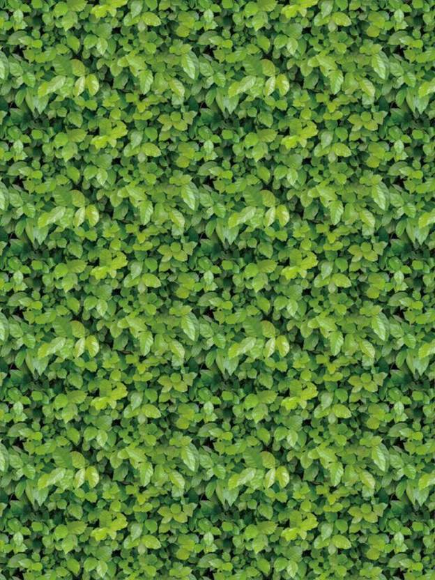 Flipkart SmartBuy 200 cm Green Leaves Vinyl Peel and Stick Wallpaper