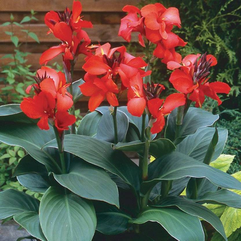 Mphmi Canna Lily Plant Price in India - Buy Mphmi Canna Lily Plant
