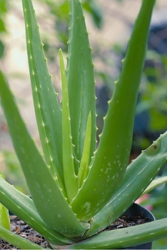 Click Tree Hub Aloe Vera Plant(Pack of 1)