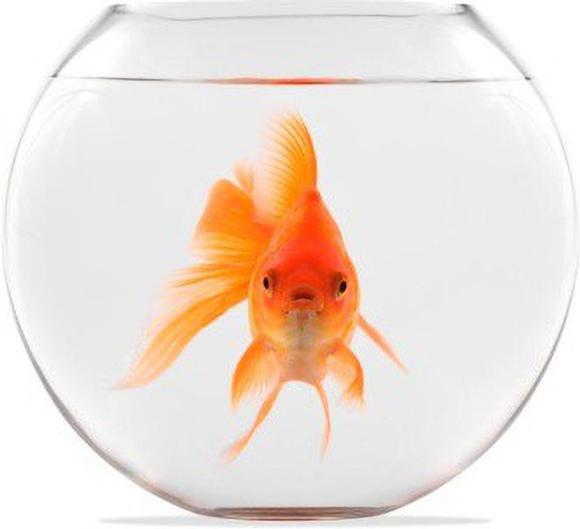 SAVORADE VASE Round Ends Aquarium Tank(4 L)