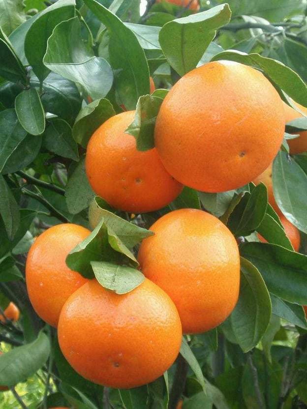 PlantsMart Orange Plant Price in India Buy PlantsMart Orange Plant