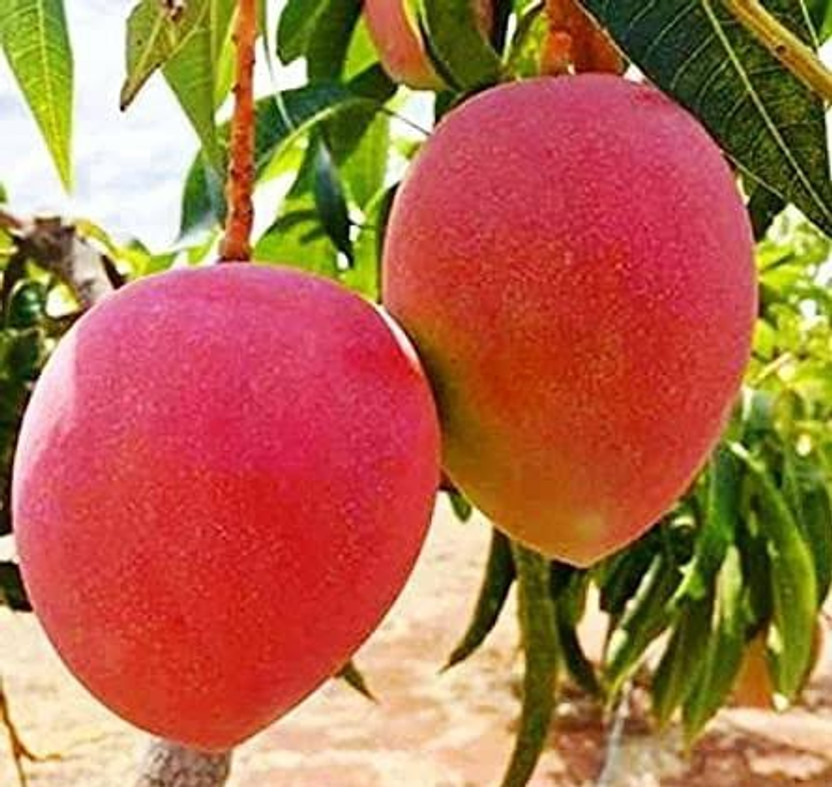 Miyazaki Grafted Mango Plant(Hybrid, Pack of 1)