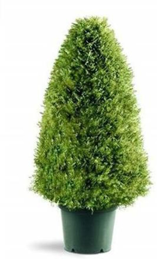 Cloud Farm Juniper Plant(Hybrid, Pack of 1)