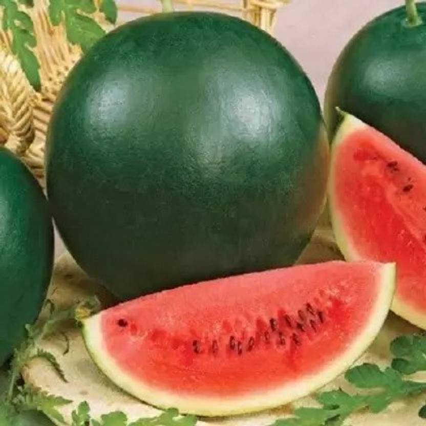 MACMILLAN AQUAFRESH Hybrid Water Melon (Ice Box) Seeds Seed Price in