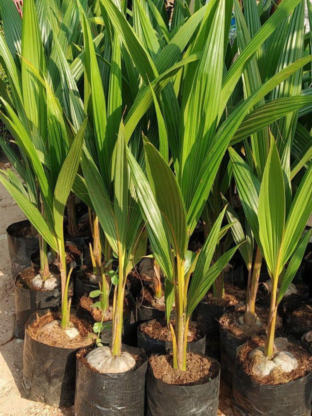 Bijaya Online Store Coconut Plant(Hybrid, Pack of 1)