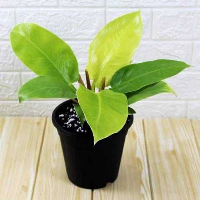 Philodendron briansbotanicals Is philodendron ring of fire a climber