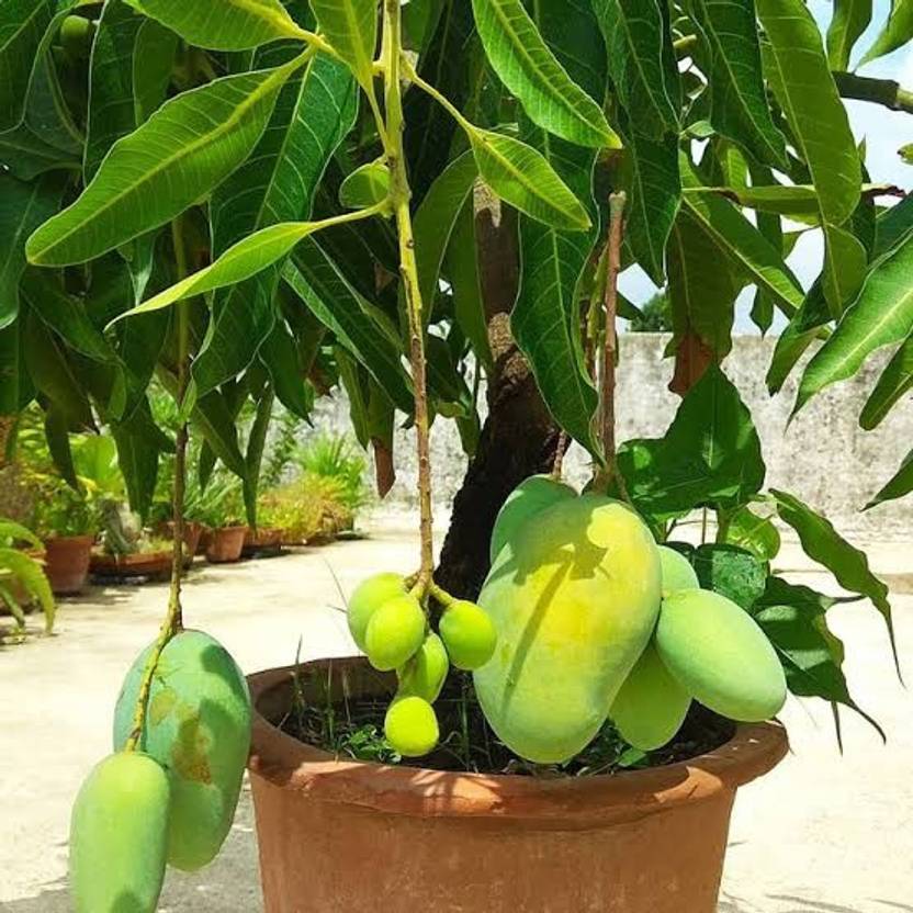 Keshar Grafted Mango Plant Price in India Buy Keshar Grafted Mango