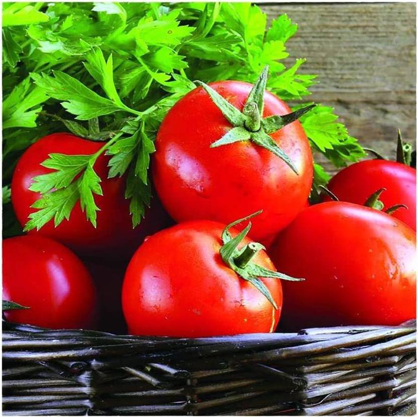 VibeX ® LXI352 Early Girl Hybrid Tomato Seeds Seed Price in India