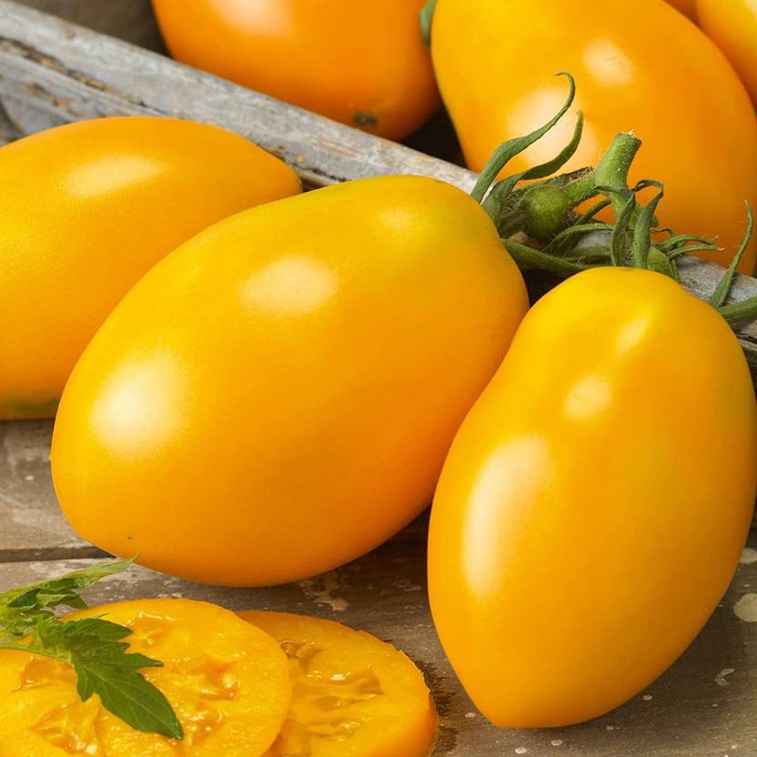 Biosnyg ™VAR923 Golden Roma Tomato Seed Price in India Buy Biosnyg