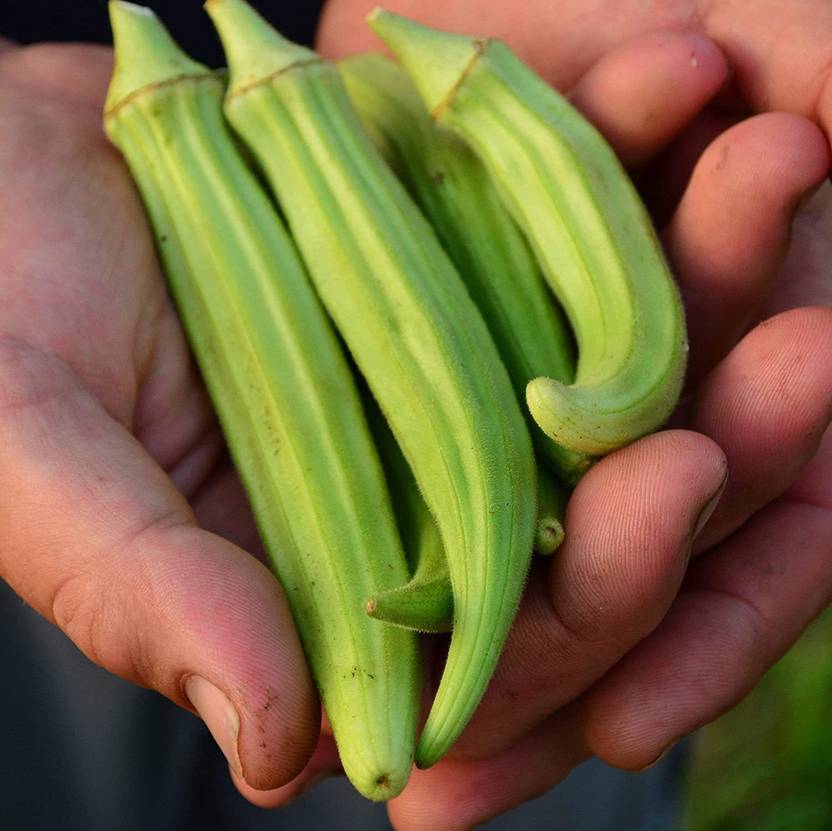 Biosnyg ®RUA593 Cowhorn Okra Seed Price in India Buy Biosnyg ®RUA