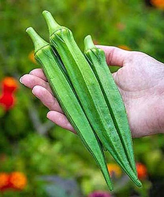 Biosnyg ™CIAR142 Pure Organic LADIES FINGER Okra Bhindi Seed Price in