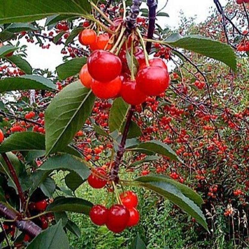 greenhousestore Cherry Fruit Plant Price in India Buy greenhousestore Cherry Fruit Plant
