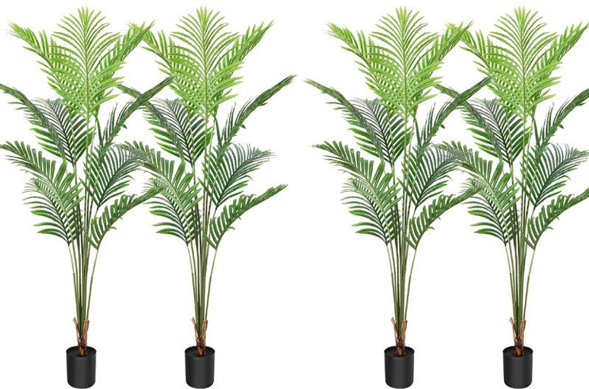 Bijaya Online Store Areca Palm(Hybrid, Pack of 4)
