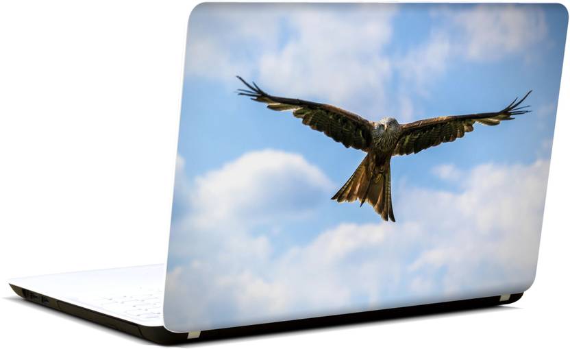 Migratory Falcon Cheers Tricity Birders Chandigarh News