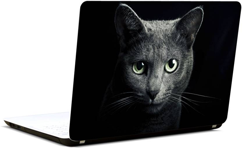 Russian Blue Cat Price In India - Kharita Blog
