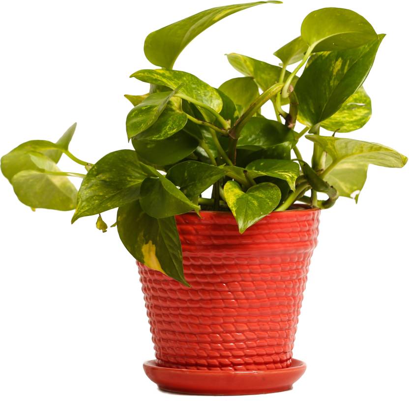 Pot For Money Plant Caldwellcountytxoem Com - nurturing green indoor hybrid money plant ceramic pot price in