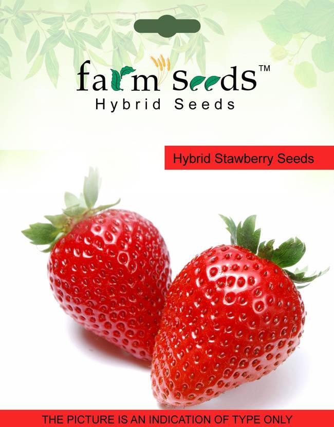 Farm Seeds Hybrid Strawberry Seed Price in India Buy Farm Seeds Hybrid Strawberry Seed online