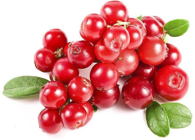 NATIONAL GARDENS Cranberry Fruit Seeds by National Gardens Seed Price in India Buy NATIONAL