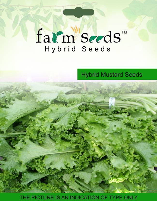 Farm Seeds Hybrid Mustard Seed Price in India Buy Farm Seeds Hybrid