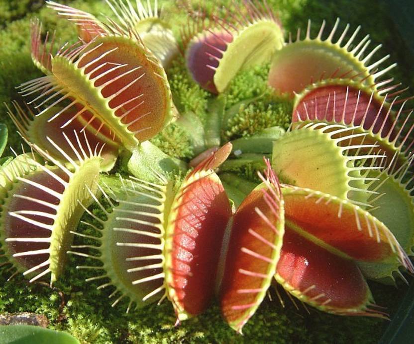 E Garden Venus Fly Trap Seed Price in India Buy E Garden Venus Fly