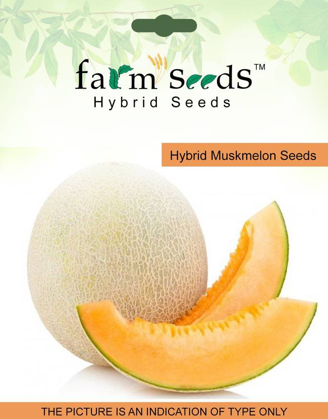 farm seeds hybrid muskmelon