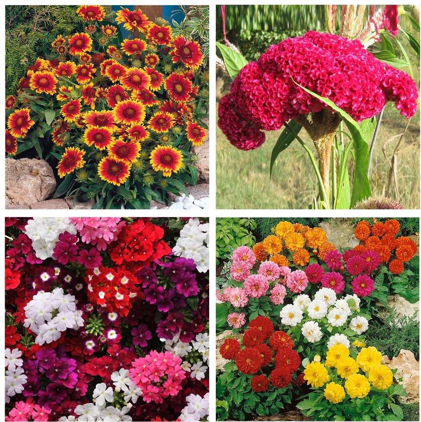 Real Seed Flower Seeds Combo Pack Seed Price in India Buy Real Seed