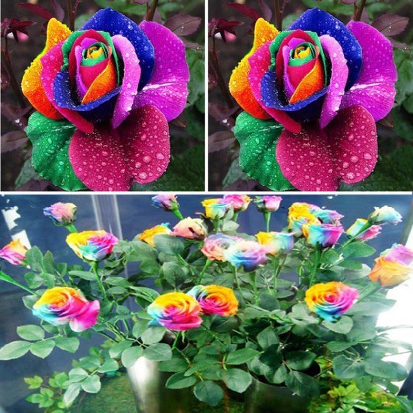 Priyathams Bonsai Rainbow Rose plant Seed Price in India Buy