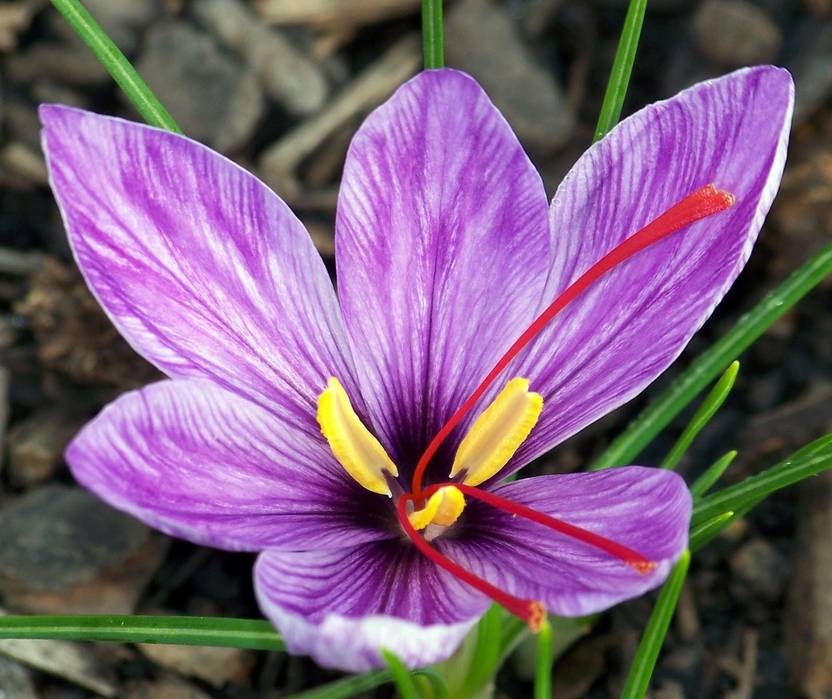 Futaba Crocus Sativus Seed Price In India