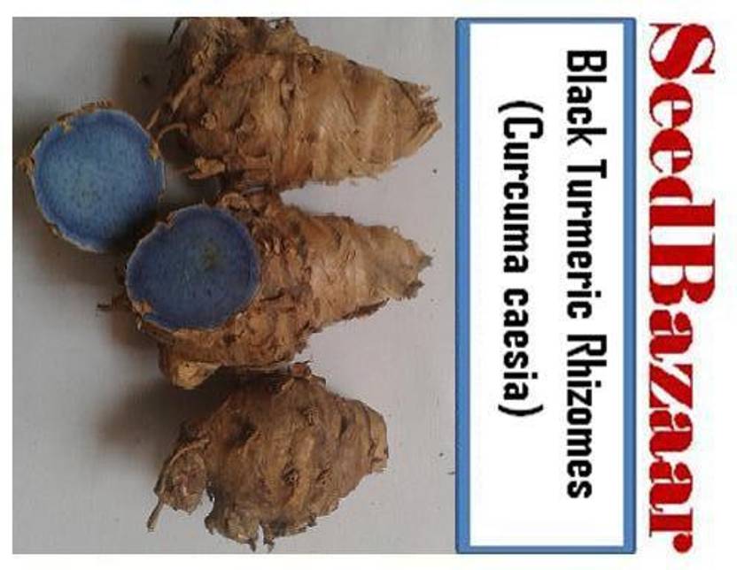 Seedbazaar Kali Haldi, Nalla Pasupu, Black Turmeric, Curcuma caesia Seed Price in India Buy
