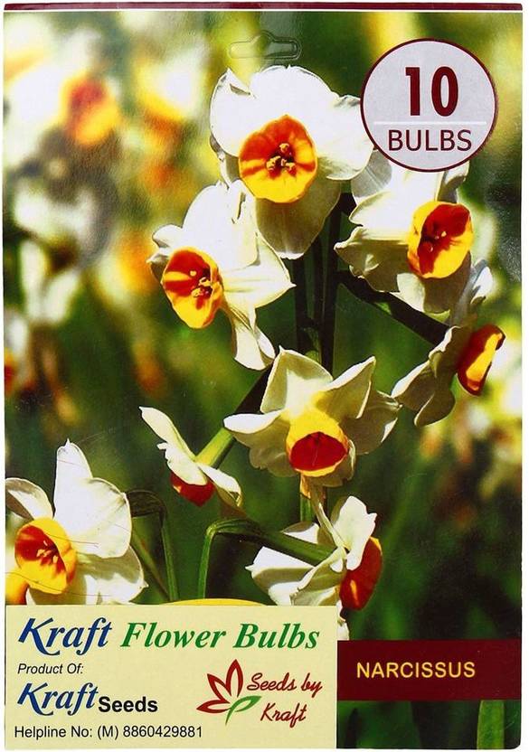 Kraft Seeds Nargis Narcissus Flower Bulbs White With Yellow Kraft Seeds Nargis Narcissus Flower