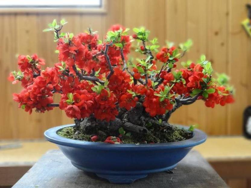 Blog Of An Ancient Gardener Deer Country Flowering Quince A