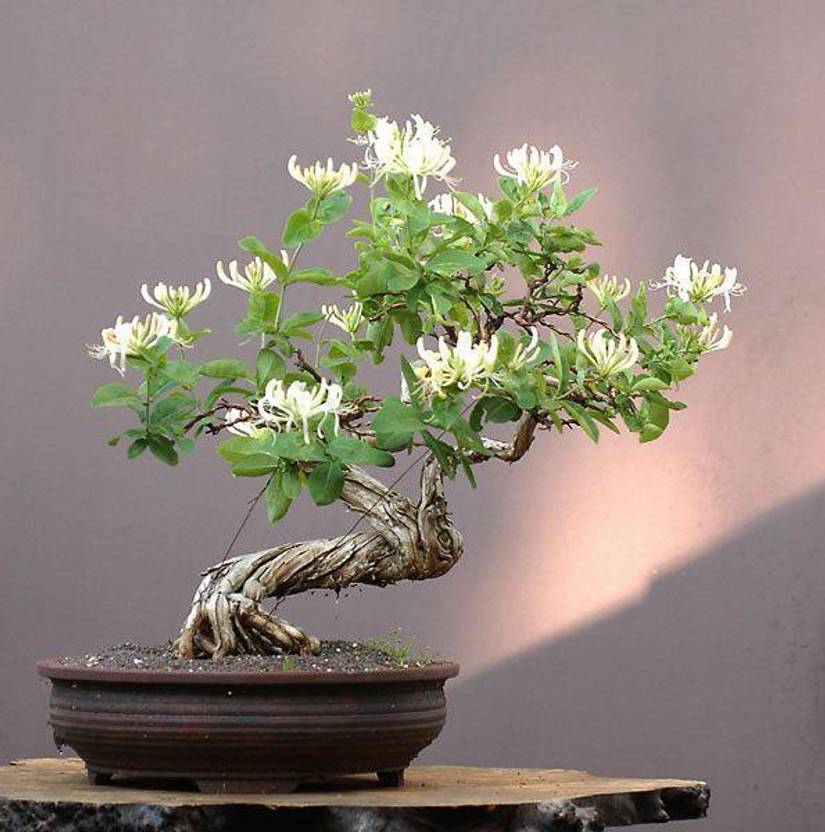 Mariette S Back To Basics Our Everblooming Japanese Honeysuckle