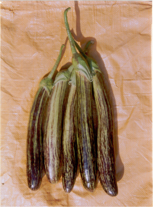 Indous Indous Agriseeds Brinjal Seeds Seed(200 Per Packet) - Flipkart Deal