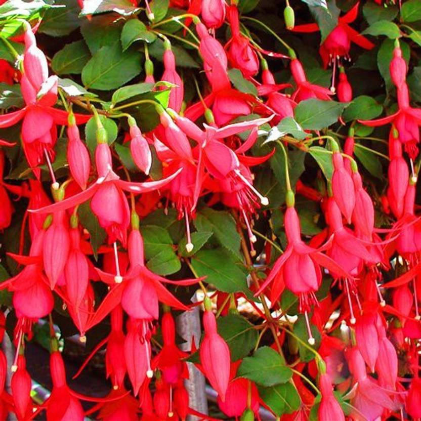 Futaba Fuchsia Bell Flower Seed Price in India - Buy Futaba Fuchsia ...