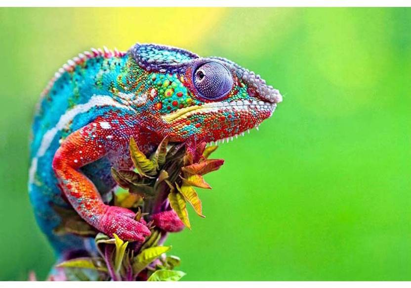 The Colorblind Chameleon Medium Size Ready To Frame Rolled