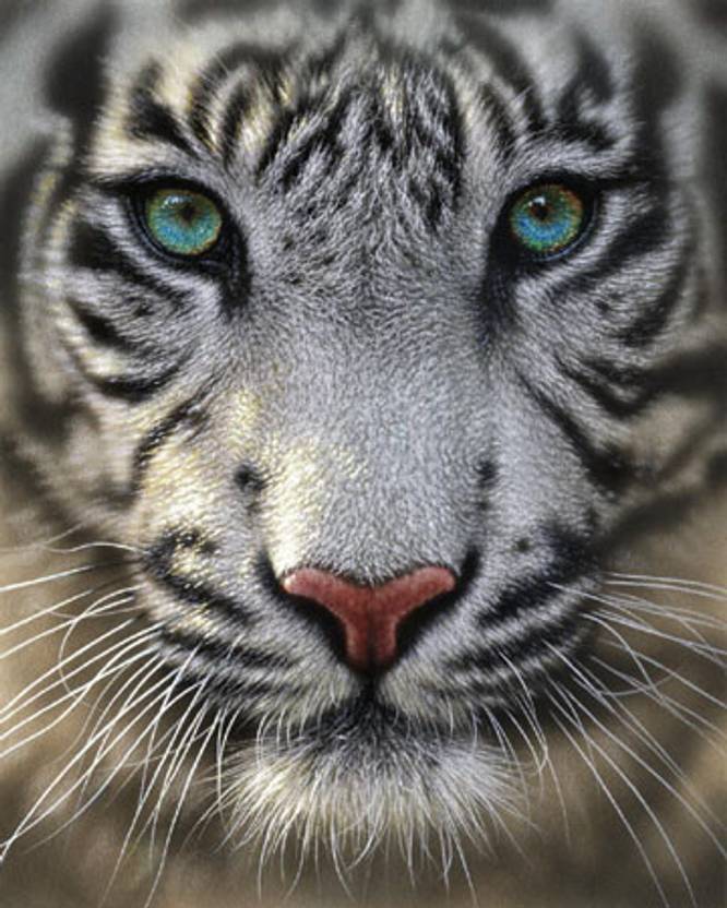 White Tiger Fine Art Print Collin Bogle posters Animals posters in