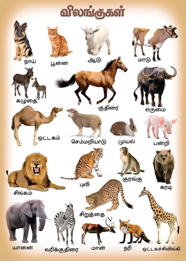 Animals Chart in Tamil Fine Art Print - Educational posters in India
