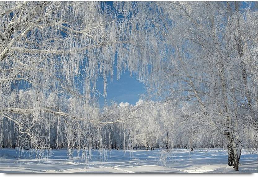 Iceland And Trees Nature Paper Print Nature Posters In