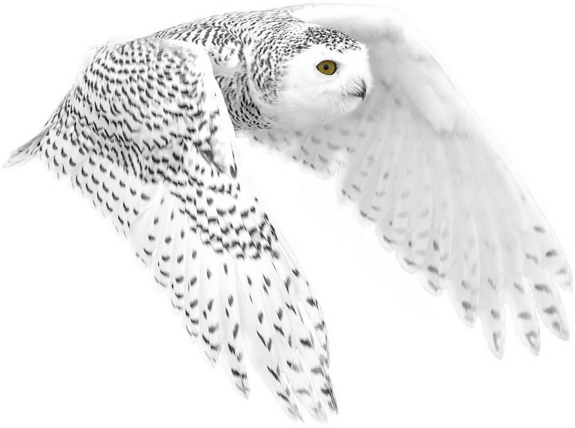 Owl Bird A3 Hd Poster Art Pnca10969 Photographic Paper