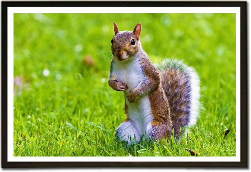 Framed Cute Squirrel Paper Print Animals Posters In India