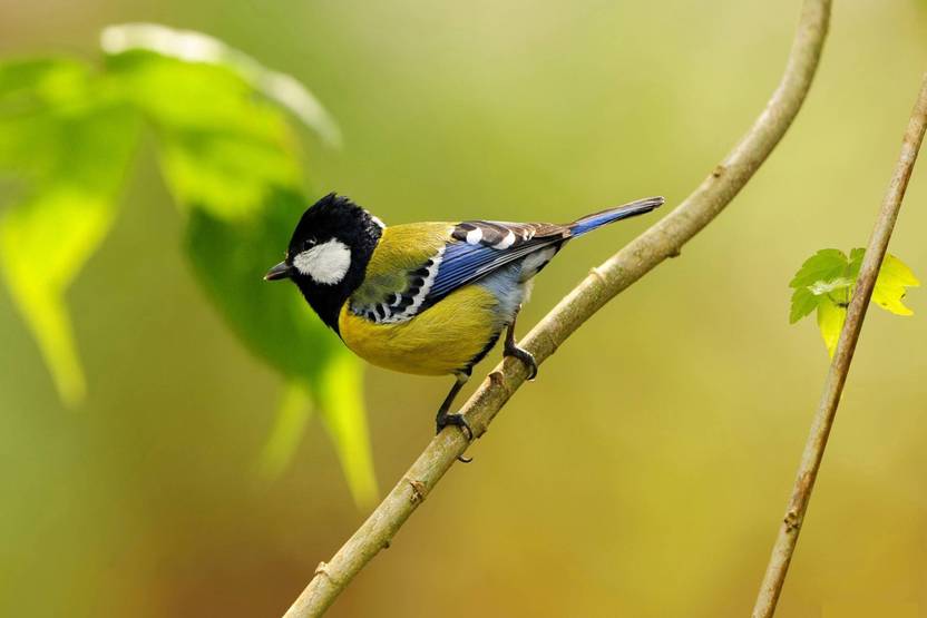 Poster Birds Nature Scenery 701 Photographic Paper Nature