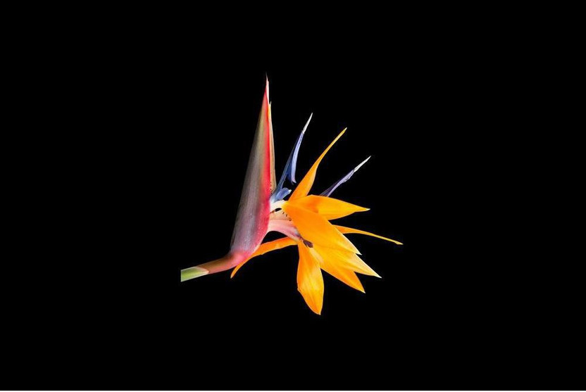 bird of paradise flower premium poster paper print artzfolio com paper bird of paradise flower