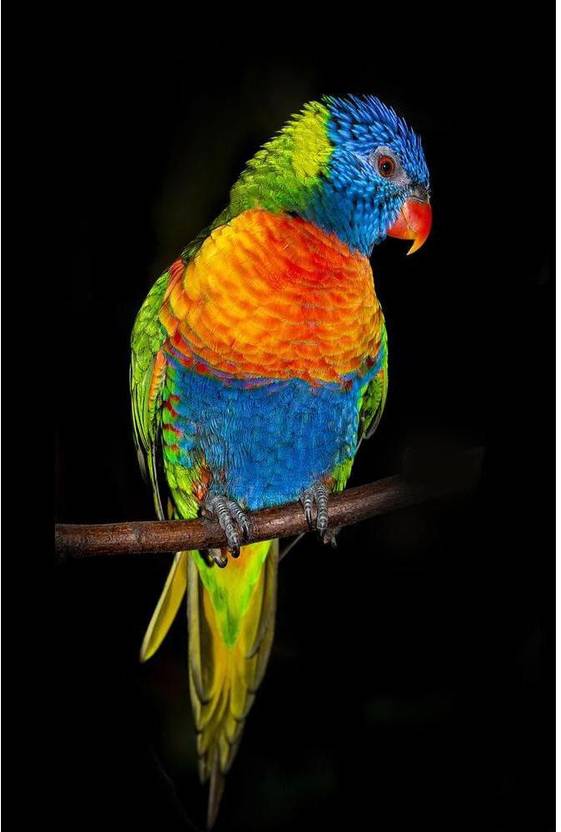 Artzfolio Rainbow Lorikeet Parrots Premium Poster Paper