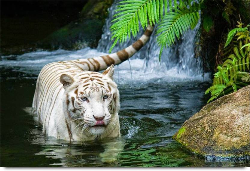 The White Tiger Paper Print Animals Posters In India Buy